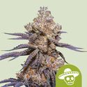 Mexican Rush Auto (Royal Queen Seeds) Feminiserede