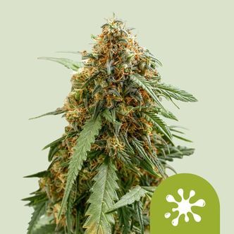 Sticky Queen Auto (Royal Queen Seeds) Feminiserede cannabisfr&oslash;