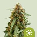 Sticky Queen Auto (Royal Queen Seeds) Feminiserede