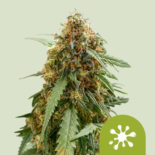 Sticky Queen Auto (Royal Queen Seeds) Feminiserede