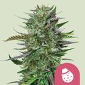 Do-Si-Dos (Royal Queen Seeds) Feminiserede