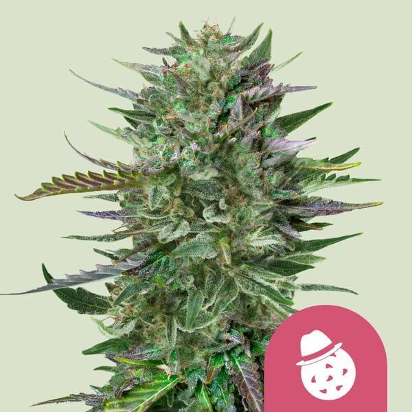 Do-Si-Dos (Royal Queen Seeds) Feminiserede