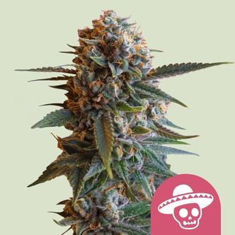 Mexican Rush (Royal Queen Seeds) Feminiserede