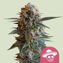 Mexican Rush (Royal Queen Seeds) Feminiserede