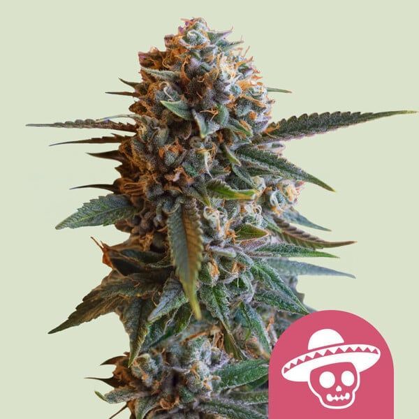 Mexican Rush (Royal Queen Seeds) Feminiserede