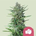 Purple Punch (Royal Queen Seeds) Feminiserede