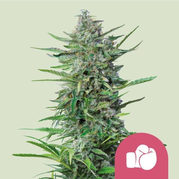 Purple Punch (Royal Queen Seeds) Feminiserede