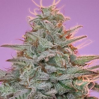 Sinai (Anesia Seeds) Feminiserede