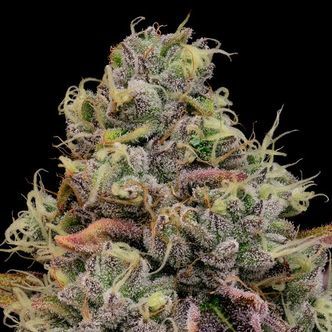 Chaos Cake Auto (Anesia Seeds) feminiserede