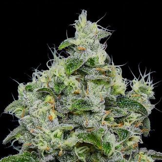 Dankberry Auto (Anesia Seeds) Feminiseret