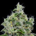 Dankberry Auto (Anesia Seeds) Feminiserede