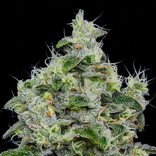 Dankberry Auto (Anesia Seeds) Feminiserede