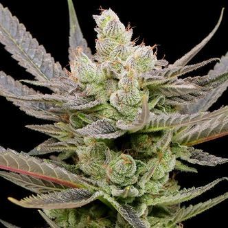 Glowberry Rush Auto (Anesia Seeds) Feminiserede cannabisfr&oslash;