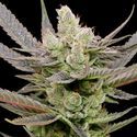 Glowberry Rush Auto (Anesia Seeds) Feminiserede