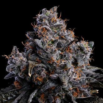 Grape Pop Rocks Auto (Anesia Seeds) Feminiserede