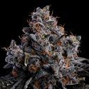 Grape Pop Rocks Auto (Anesia Seeds) Feminiserede