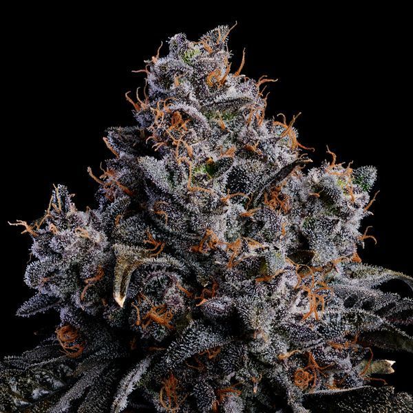 Grape Pop Rocks Auto (Anesia Seeds) Feminiserede