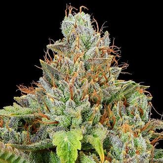 Sticky Boof Auto (Anesia Seeds) Feminiserede