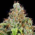 Sticky Boof Auto (Anesia Seeds) Feminiserede