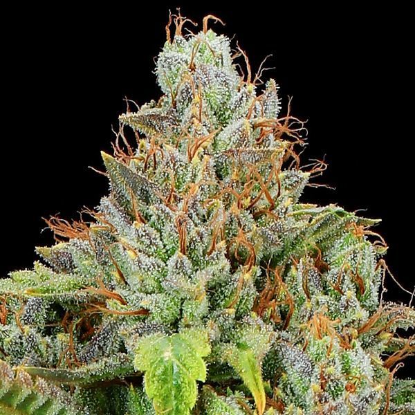 Sticky Boof Auto (Anesia Seeds) Feminiserede