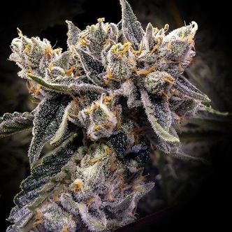 Bruised Banana (DNA Genetics) Feminiserede cannabisfr&oslash;