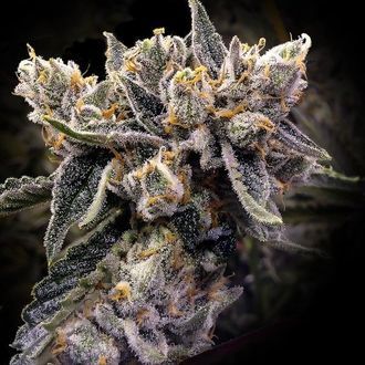 Bruised Banana (DNA Genetics) Feminiserede