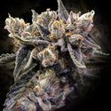 Bruised Banana (DNA Genetics) Feminiserede