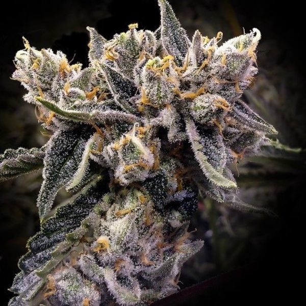 Bruised Banana (DNA Genetics) Feminiserede
