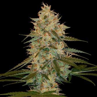 Chocolope Kush (DNA Genetics) feminiserede