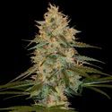 Chocolope Kush (DNA Genetics) Feminiserede