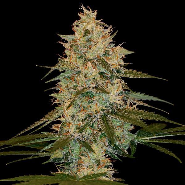 Chocolope Kush (DNA Genetics) Feminiserede