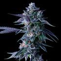 Chocolope (DNA Genetics) Feminiserede