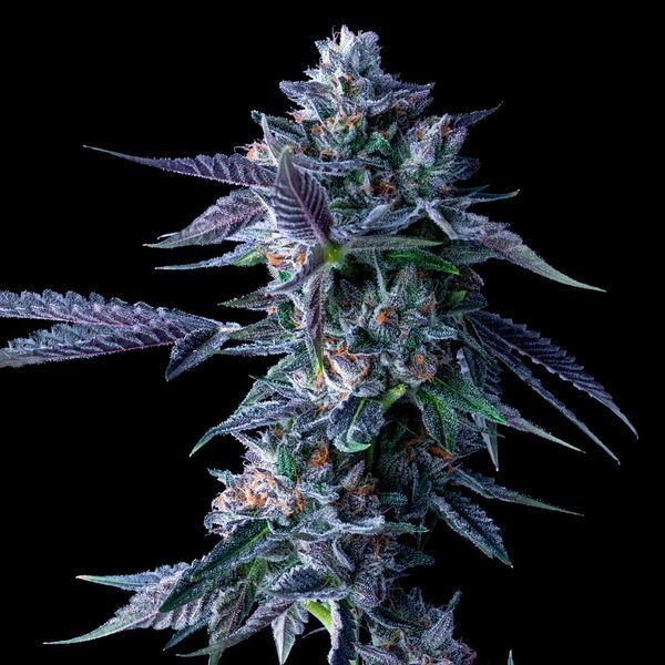 Chocolope (DNA Genetics) Feminiserede