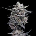 HG23 AKA Michael Jordan (DNA Genetics) Feminiserede