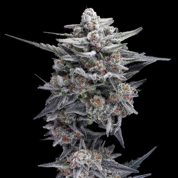 HG23 AKA Michael Jordan (DNA Genetics) Feminiserede