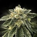 White Chocolope (DNA Genetics) Feminiserede