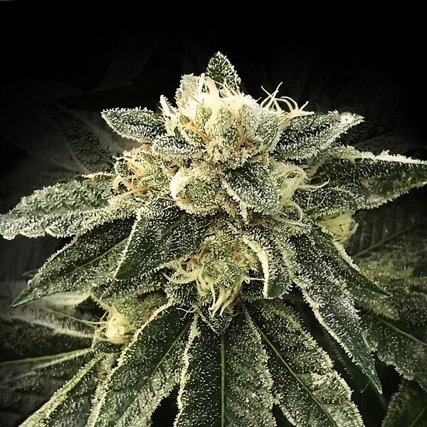 White Chocolope (DNA Genetics) Feminiserede