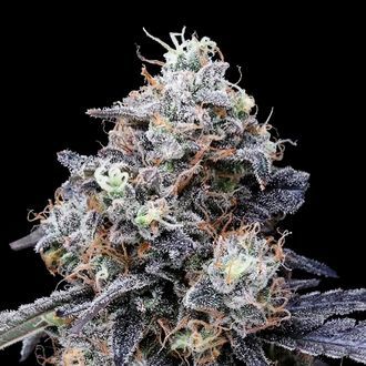 MACmelon Auto (DNA Genetics) Feminiserede