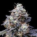 MACmelon Auto (DNA Genetics) Feminiserede