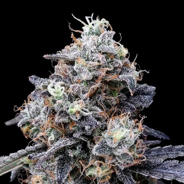MACmelon Auto (DNA Genetics) Feminiserede
