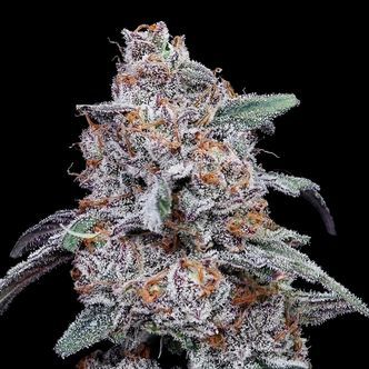 Purple People Eater Auto (DNA Genetics) Feminiserede
