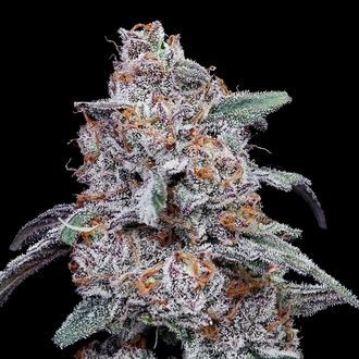 Purple People Eater Auto (DNA Genetics) Feminiserede