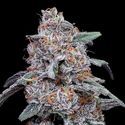 Purple People Eater Auto (DNA Genetics) Feminiserede