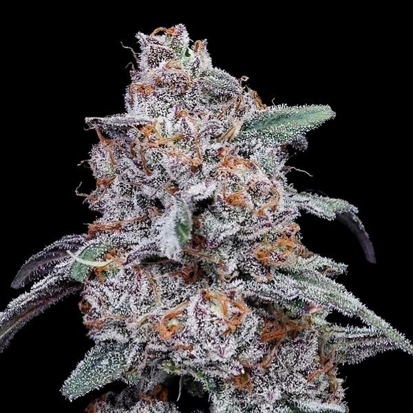 Purple People Eater Auto (DNA Genetics) Feminiserede