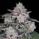 Return of the MAC Auto (DNA Genetics) Feminiserede