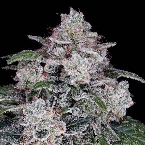 Return of the MAC Auto (DNA Genetics) Feminiserede