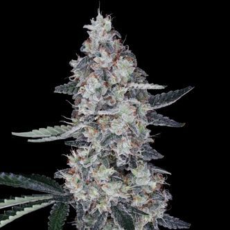 Watermelon Man Auto (DNA Genetics) Feminiserede