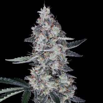 Watermelon Man Auto (DNA Genetics) Feminiserede