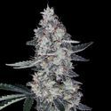 Watermelon Man Auto (DNA Genetics) Feminiserede