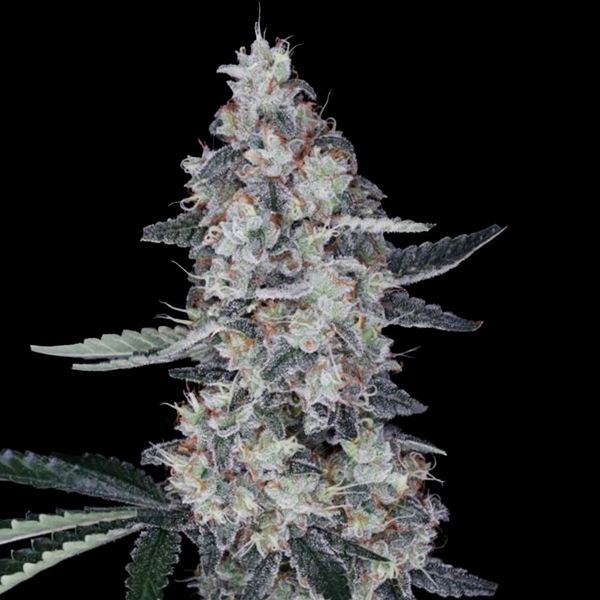 Watermelon Man Auto (DNA Genetics) Feminiserede